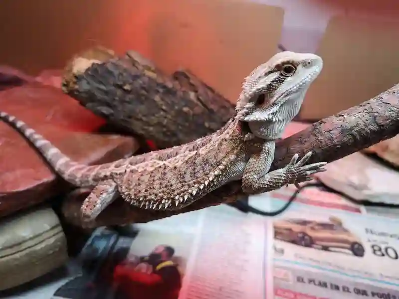 Bearded Dragon Scratching the cage: 5 reasons to look for