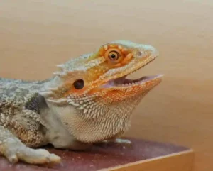 Why is my bearded dragons nose bleeding