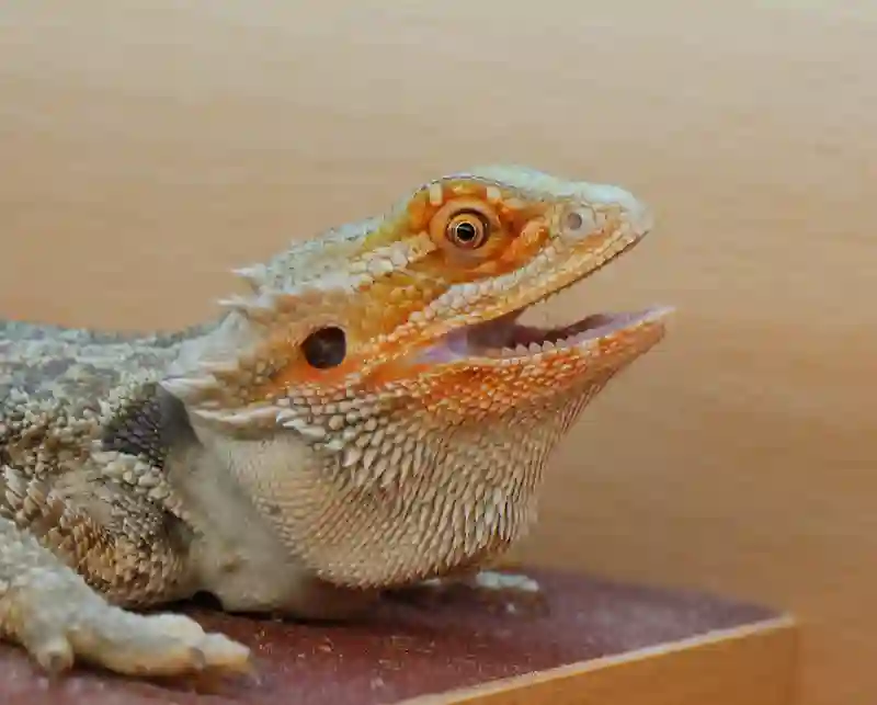 Why is my bearded dragon’s nose bleeding?