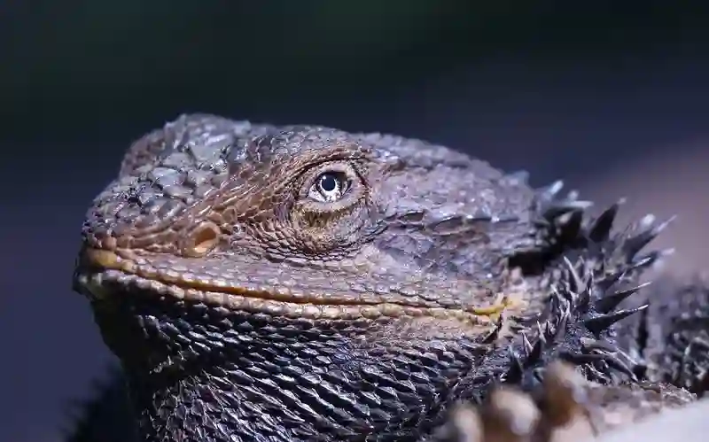 Bearded Dragon Not Opening One Eye Causes And Treatments?