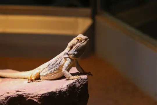 how to keep a bearded dragon warm without a heat lamp?
