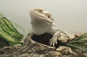 how to tell a baby bearded dragon is male or female
