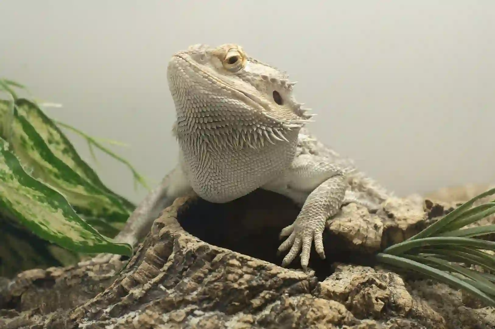 How To Tell If A Baby Bearded Dragon Is Male Or Female?