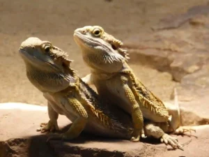 how to tell if a bearded dragon is sick