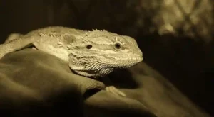 how to tell if your bearded dragon is blind