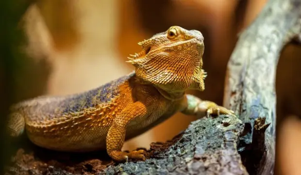 how to tell if your bearded dragon is dying