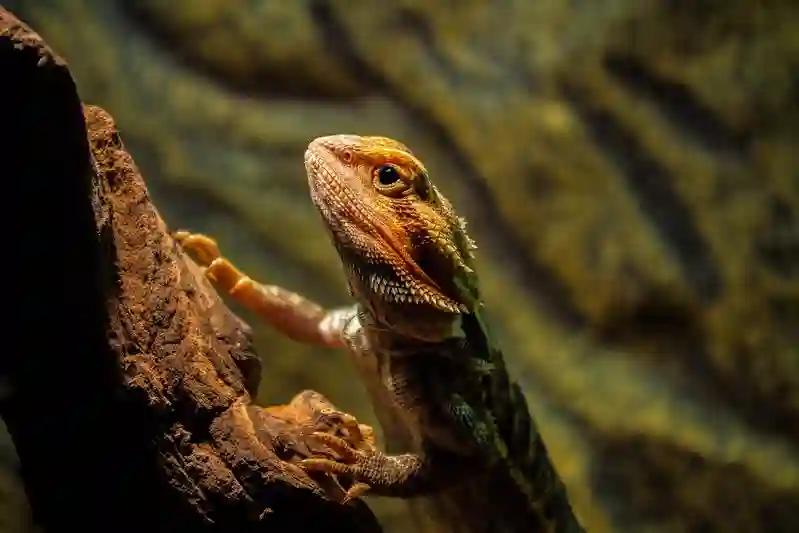 What Type Of Bearded Dragon Is Tad Cooper?