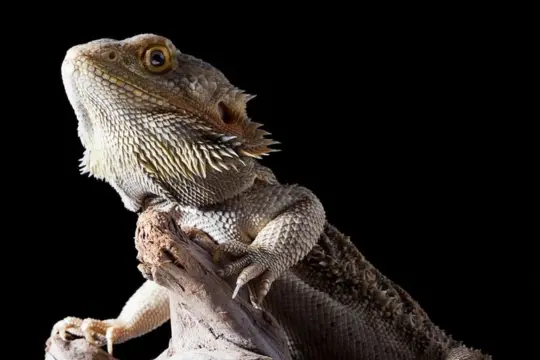 Why Is My Bearded Dragon Turning White But Not Shedding?