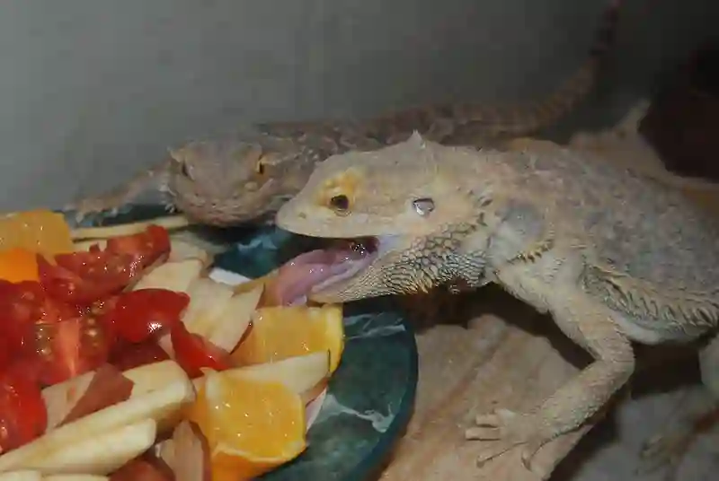 5 Best Recipes To Make Salad For Your Bearded Dragon
