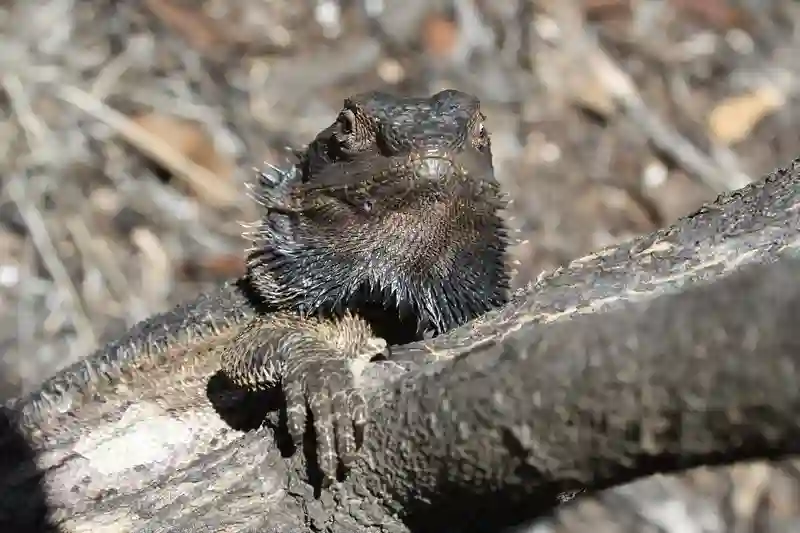 6 Signs Of Stress What Makes A Bearded Dragon Stressed