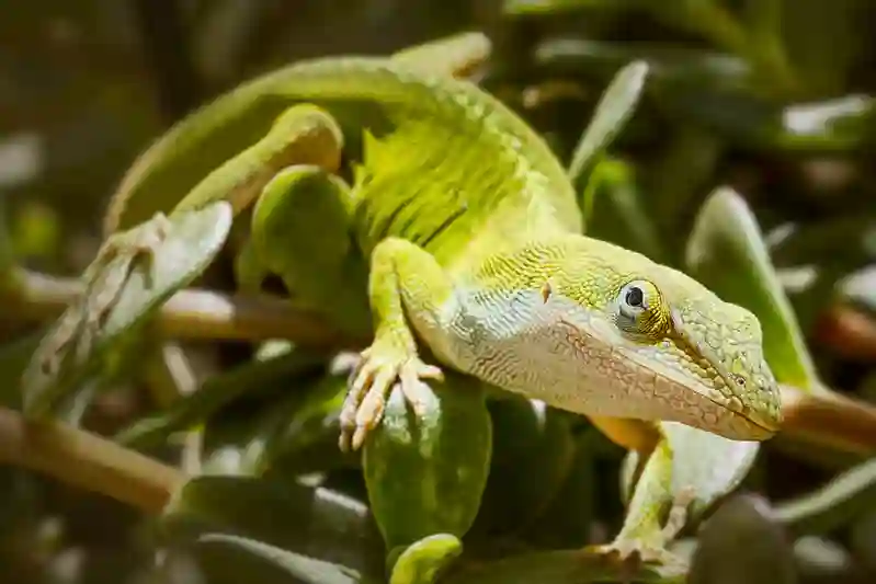 Anole Vs Bearded Dragon: Exploring Lizard Diversity