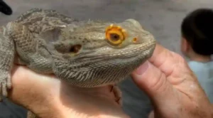 Are Bearded Dragons Legal In Florida