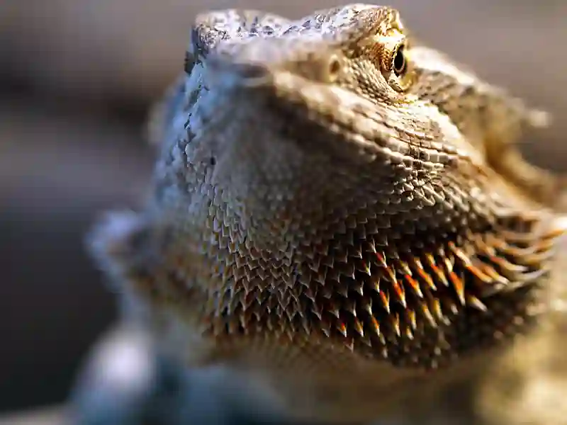 Are Bearded Dragons Legal In Hawaii?