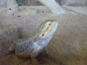 Are Bearded Dragons Legal In Texas