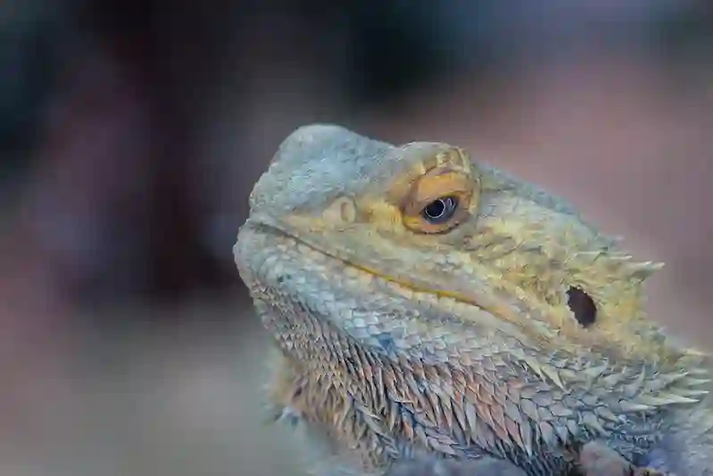 Are Bearded Dragons Legal in South Africa?