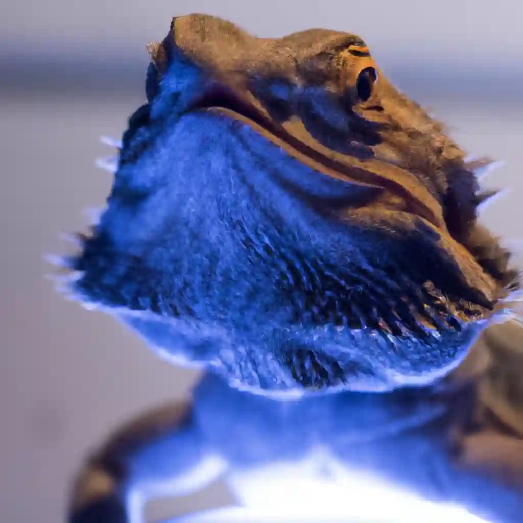 Are Blue Lights Bad for Bearded Dragons