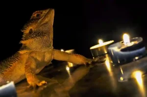 Are Candles Bad for Bearded Dragons
