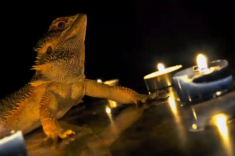 Are Candles Bad for Bearded Dragons