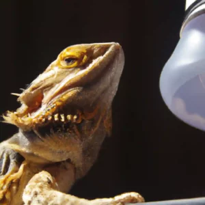 Are Coil Uvb Bulbs Bad for Bearded Dragons