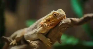 Are Paint Fumes Bad for Bearded Dragons
