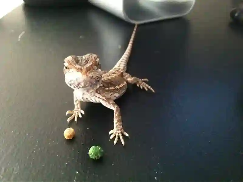 Are Pellets Bad for Bearded Dragons?