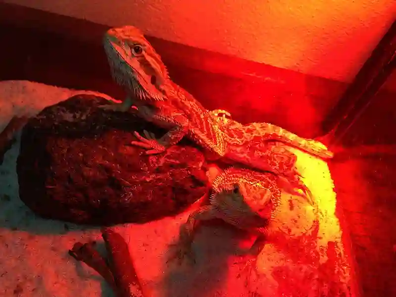 Are Red Lights Bad for Bearded Dragons