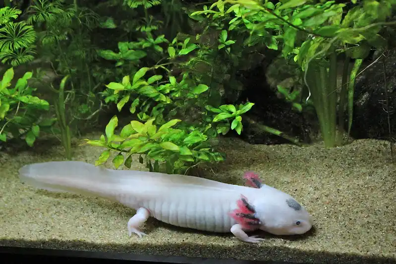 Axolotl vs Bearded Dragon: Cute vs Serious Pet