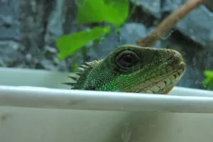Can Chinese Water Dragons Walk On Water