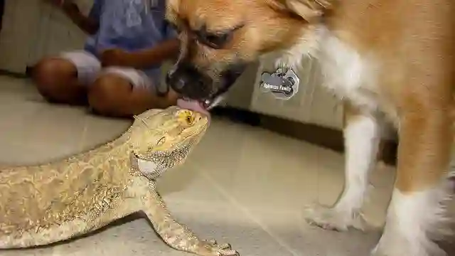 Chihuahua Vs Bearded Dragon: The Tiny Dog and the Majestic Lizard
