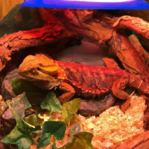 All You Need To know About the Red Bearded Dragon