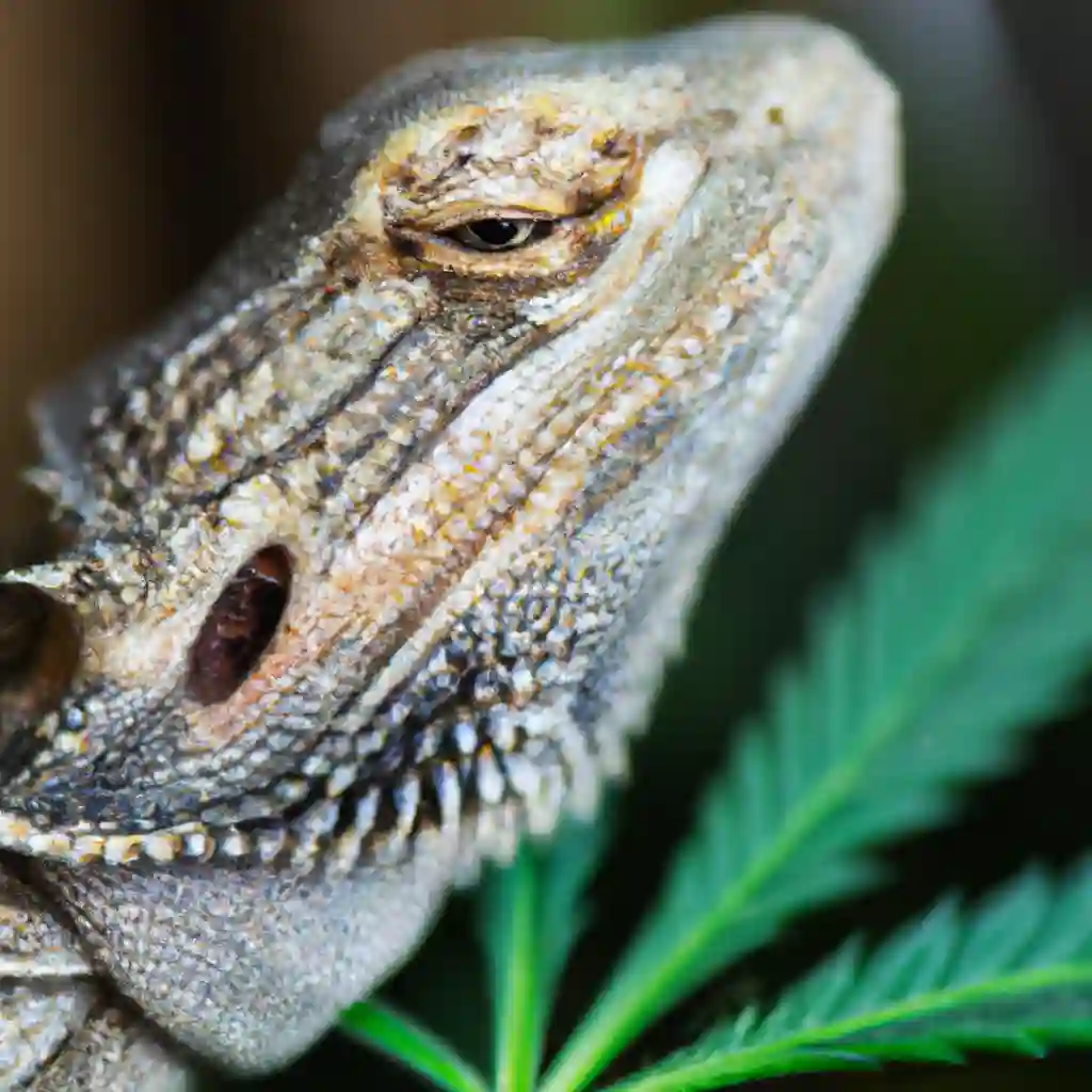 Do Bearded Dragons Have Cannabinoid Receptors?
