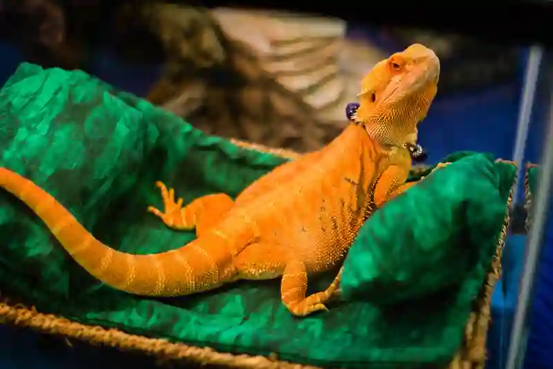Fancy Bearded Dragon Vs Bearded Dragon: Difference and Pros and Cons of Owning One