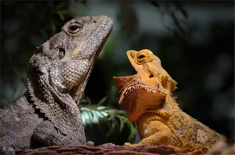 Frilled Lizard vs Bearded Dragon: They are Very Similar