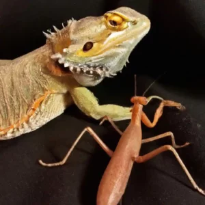 Bearded Dragon vs Praying Mantis
