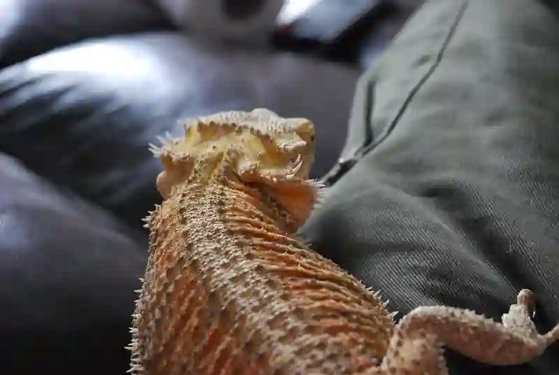 Heres 3 Things You Should Try If Bearded Dragon Is Not Eating During Winter