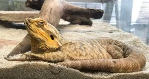 Bearded Dragon and how it gets Parasites