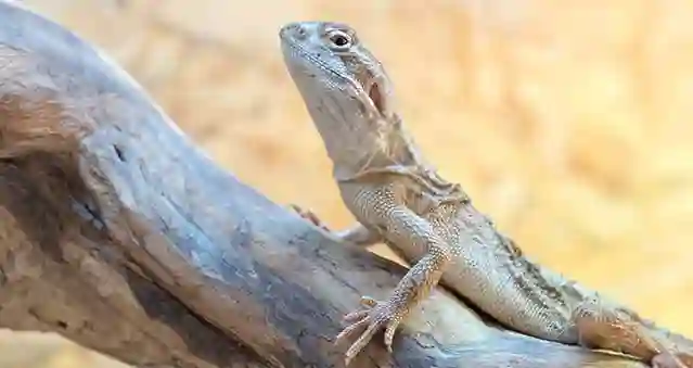 How To Protect Your Bearded Dragon From Burns?