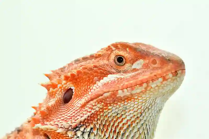 How do I get my bearded dragon to eat salad