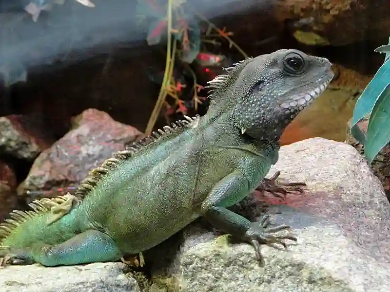 Which Reptile Is Right for You? Iguanas vs Bearded Dragons