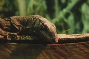 Komodo Dragon vs Bearded Dragon Strongest Lizard