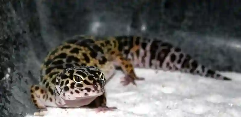 Leopard Gecko vs Bearded Dragon: Overview of Characteristics and Care Requirements