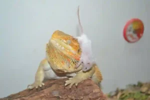 Mouse vs Bearded Dragon Dont keep them Together