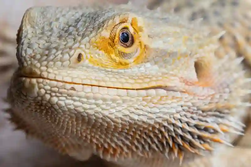 Nutritious Salad for Your Bearded Dragon: What to Put and What to Avoid