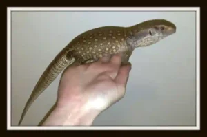 Savannah Monitor Vs Bearded Dragon Lets Talk About These Two Pet