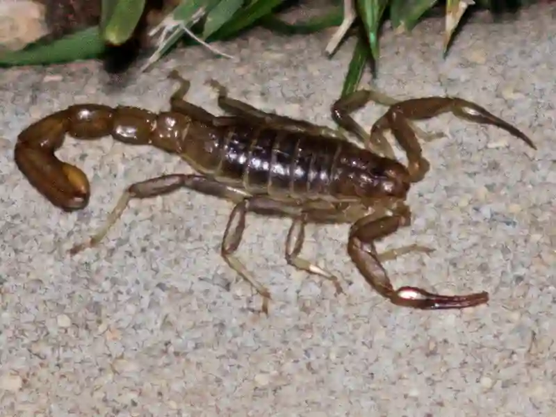Scorpion Vs Bearded Dragon Lets Talk About These Two Pet