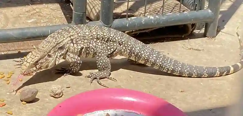 Tegu Vs Bearded Dragon: Take a look at their Size, Temperament, and Care