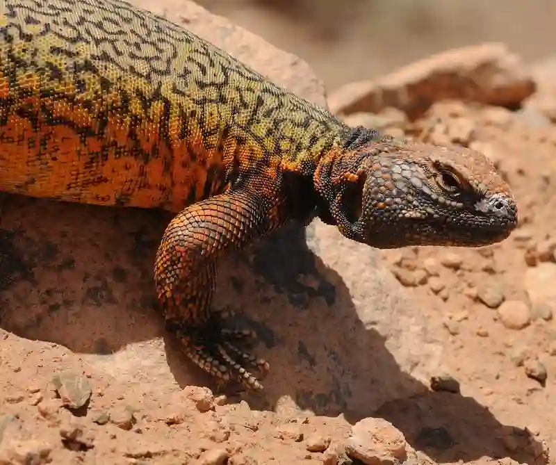 Uromastyx vs Bearded Dragon: Let’s Talk About These Two Pet