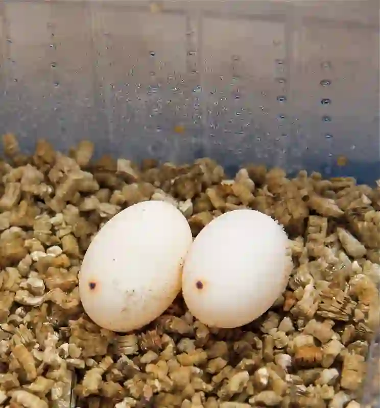 What Do Bearded Dragon Eggs Look Like?