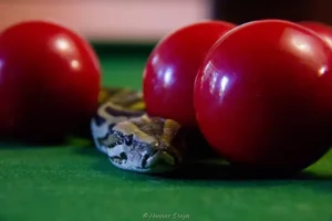 ball python vs bearded dragon