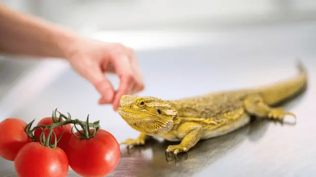 bearded dragon eating tomatoes